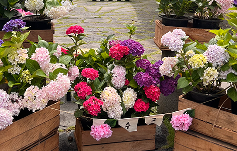 안덕면 수국축제